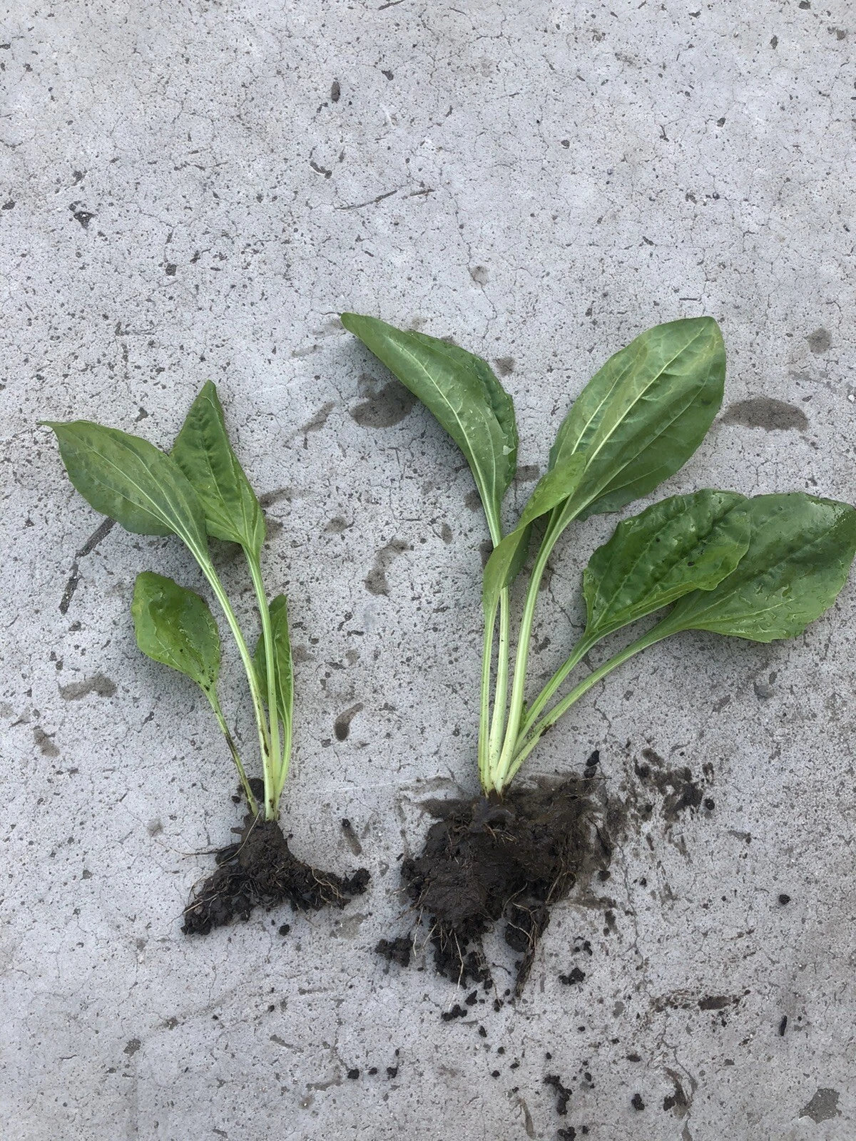 Broadleaf Plantain Live Plants - 2 Bare Root PCs - Plantago Major - Low Maintenance Perennial for Garden & Landscaping