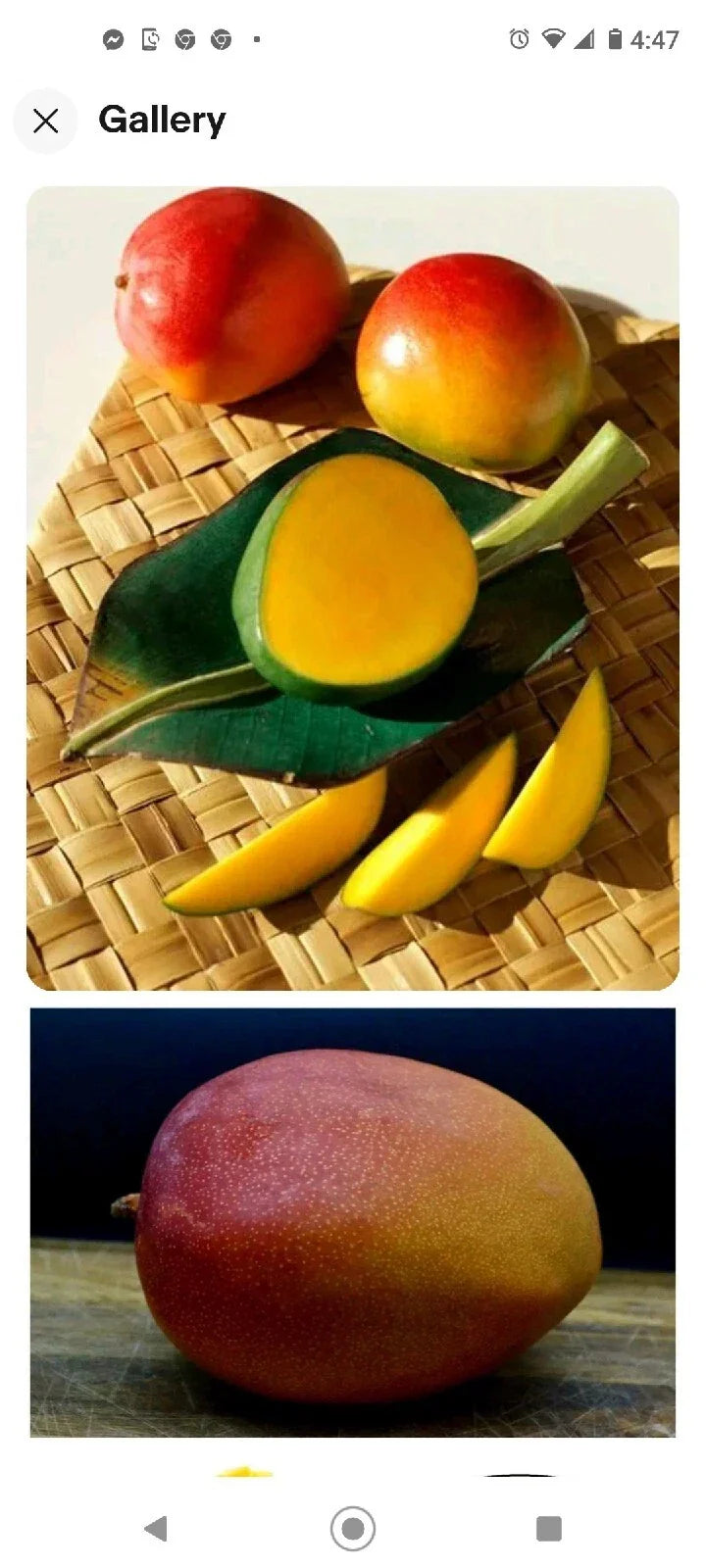 Kent Mango Seeds - 3 Fresh Seeds - Sweet Variety - Mangifera indica 'Kent' - Grow Your Own Fruit Tree