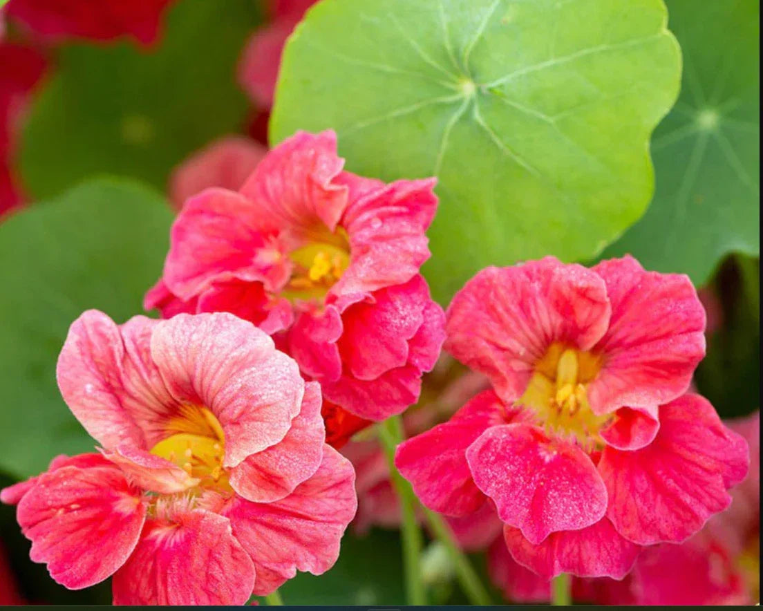 Nasturtium Seeds 20 Pack - Jewel Cherry Rose Variety - Edible & Fragrant - Tropaeolum majus - Non-GMO, Attracts Hummingbirds