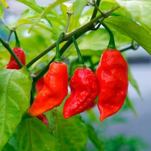 Ghost Pepper Seeds - 10 Non-GMO Bhut Jolokia Capsicum chinense for Hot Peppers - Ideal for Home Gardens and Containers
