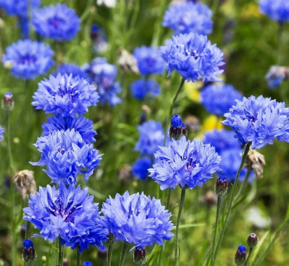 Dwarf Blue Cornflower Seeds 200+ Bachelor Button Wildflower Seeds Centaurea cyanus - Attract Pollinators, Easy to Grow