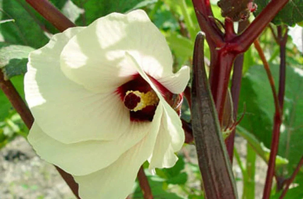 Red Burgundy Okra Seeds - 100 Count - Heirloom Vegetable - Abelmoschus esculentus - Non-GMO Garden Seeds