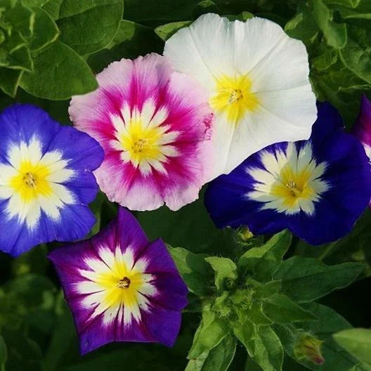 Dwarf Morning Glory Seeds - 100 Non-GMO Seeds - Mixed Colors Blue & Purple - Ipomoea tricolor - Container Garden