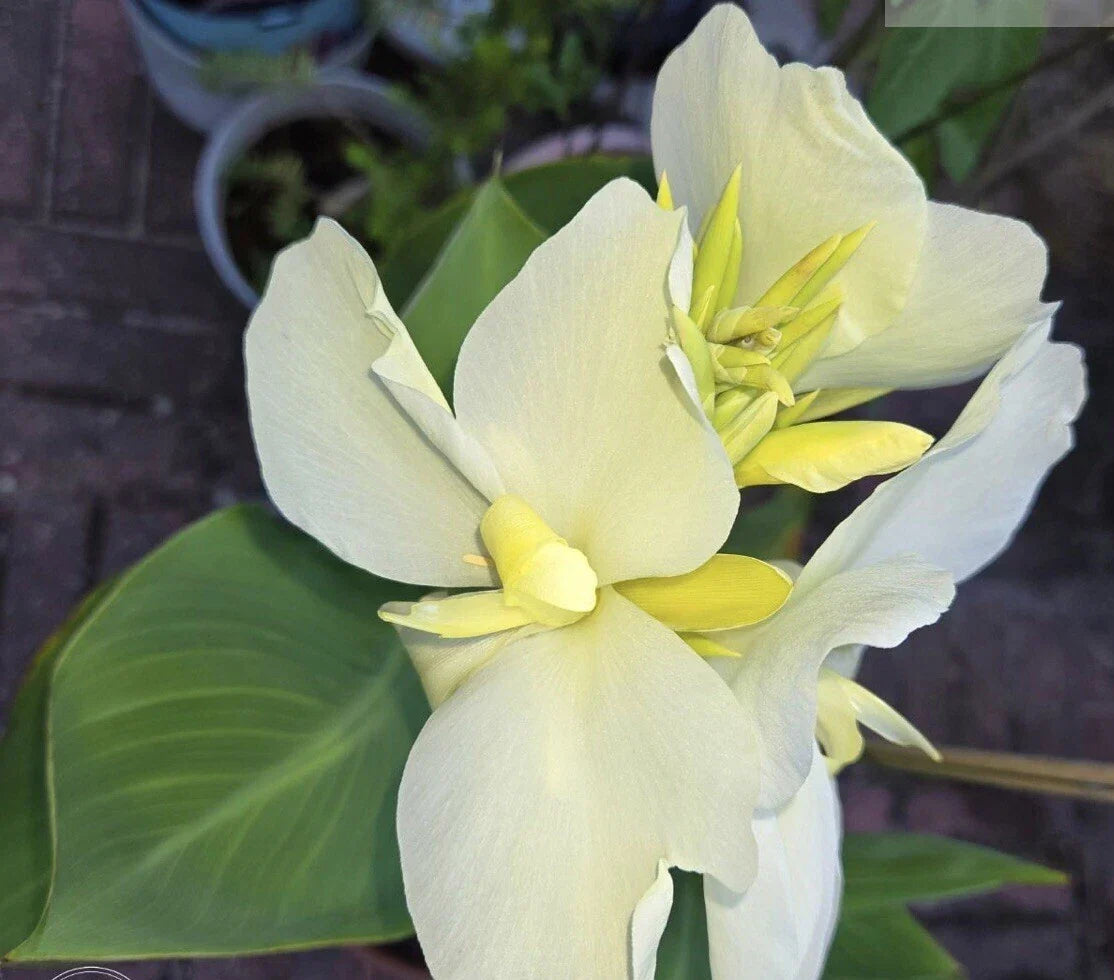 Alaska White Canna Lily Rhizome Live Plant 4 Inch - White Blooms, Canna indica, Well-Rotted Rhizome for Vibrant Gardens