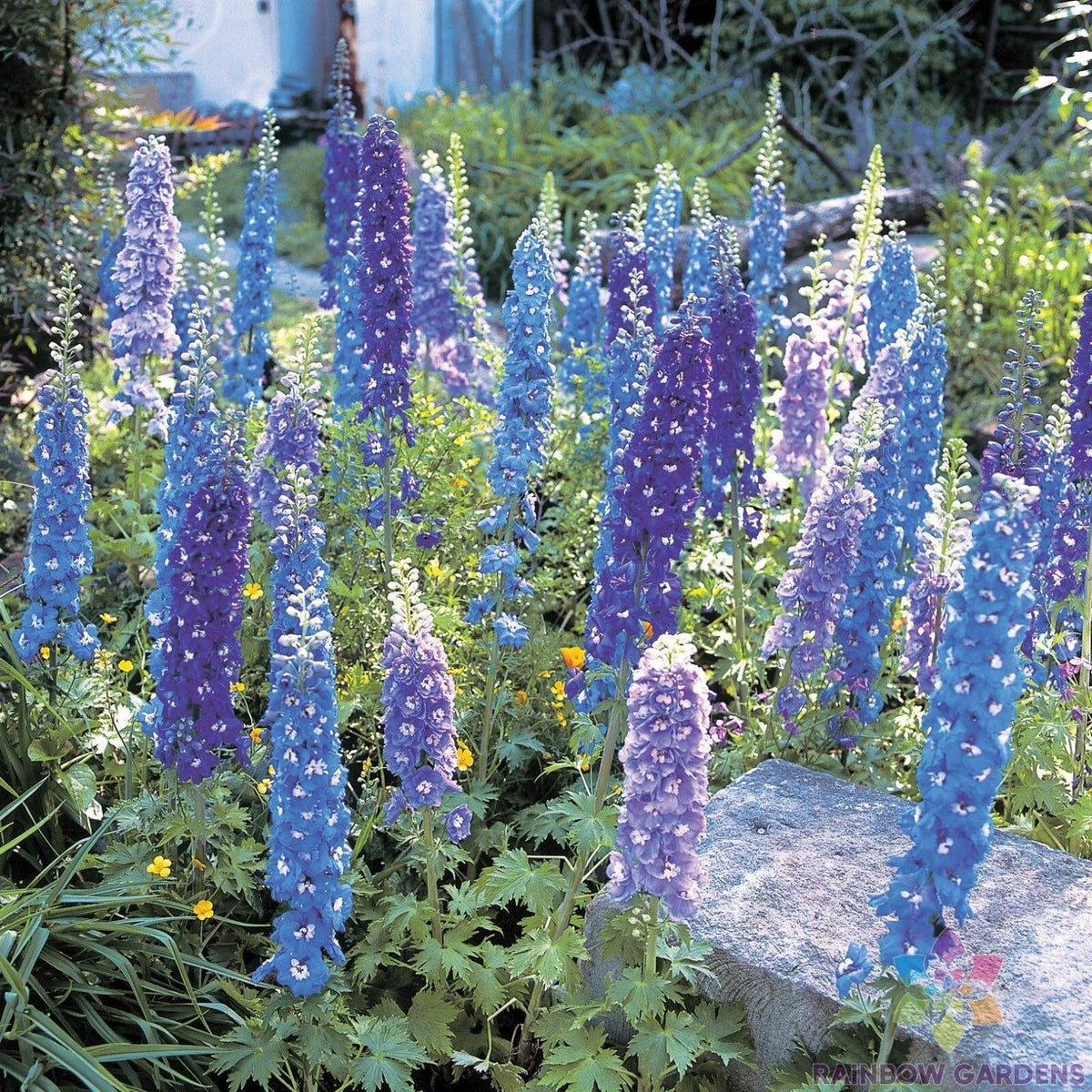Blue Mix Delphinium Seeds - 200+ Count - Delphinium elatum - USA Grown - Non-GMO - Vibrant Blue Flowers for Garden Planting