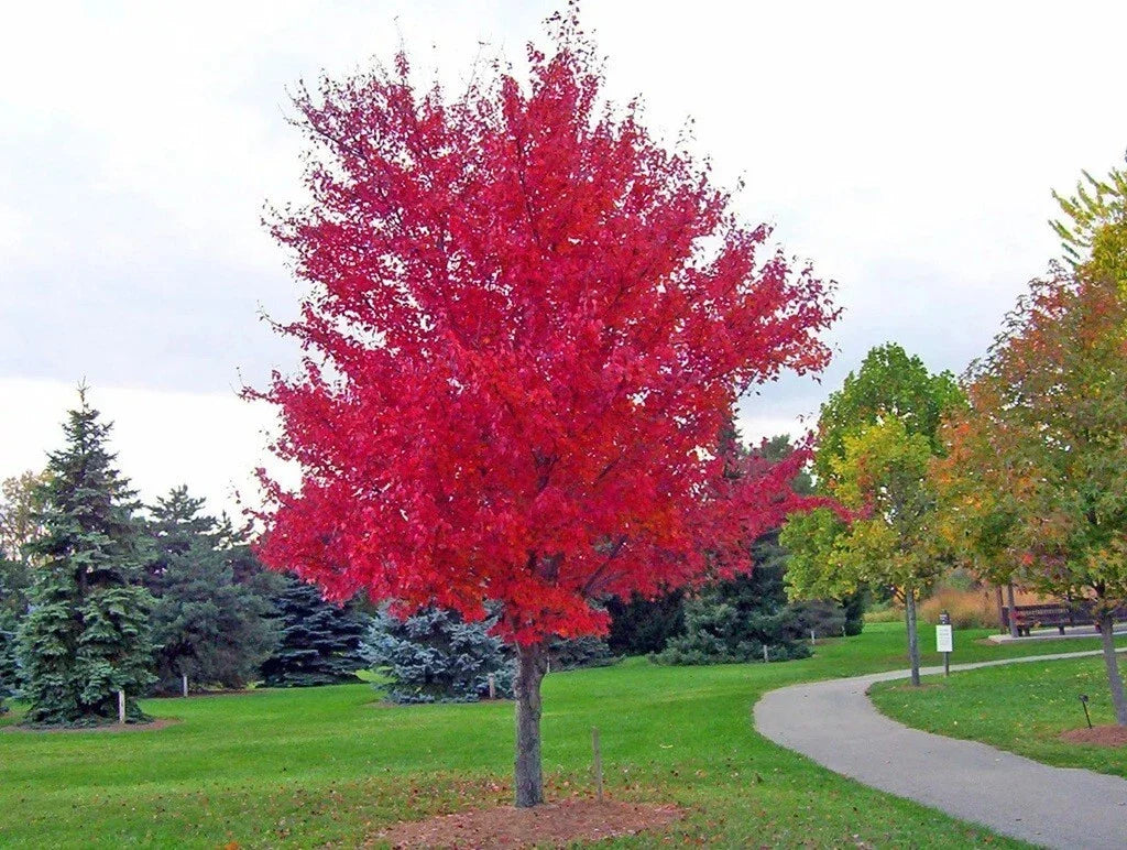 Red Maple Tree Seedling - 4" Live Plant - Acer rubrum - Young Maple for Gardens & Landscaping