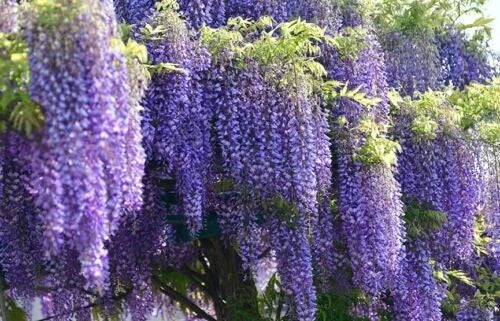 Wisteria Starter Plant - 6-8 Inches Tall, Well Rooted - Wisteria sinensis - Purple/Blue/White Flowers, Fragrant Climbing Vine