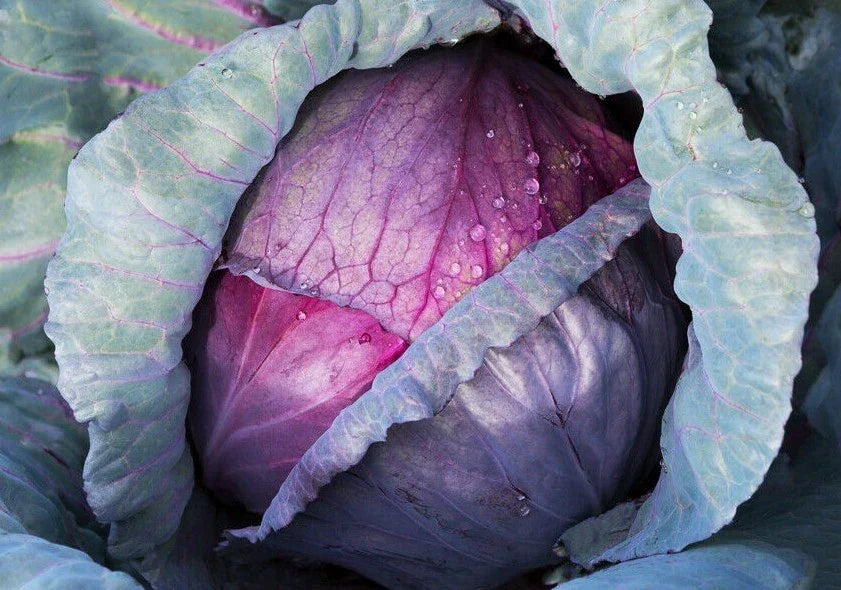 Red Acre Cabbage Seeds - 300+ Heirloom Seeds - Brassica oleracea - Compact Red-Purple Cabbage for Healthy Gardens