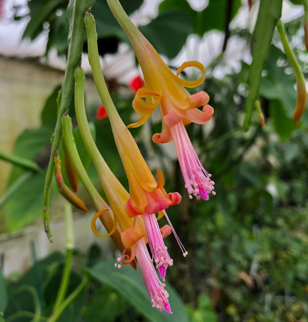 Disocactus salvadorensis Cactus 4-Inch Pot - Rare Pastel Epiphytic Plant for Indoor Succulent Collection - Salvador Cactus