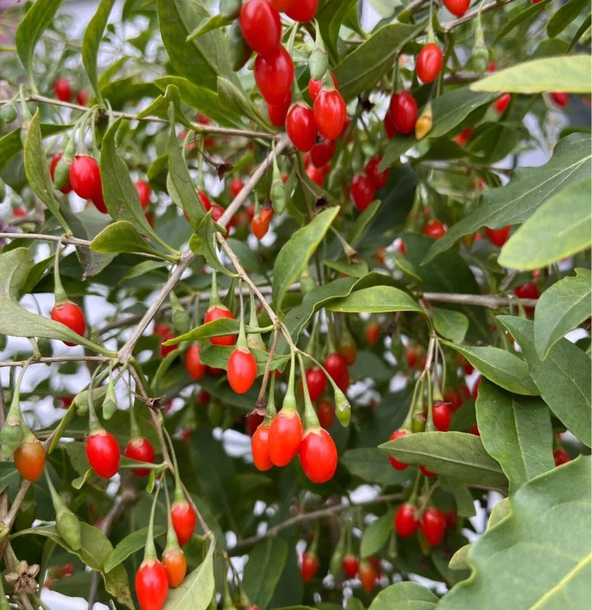 Goji Berry Seeds 500+ Non-GMO Chinese Wolfberry Seeds Lycium barbarum for Home Gardening, Organic Growth