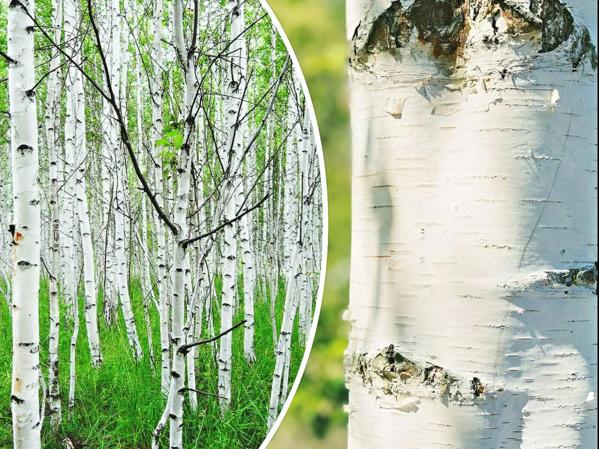 50+ White Paper Birch Tree Seeds | Fast-Growing Betula papyrifera | Hardy Garden Plant for Landscape Transformation