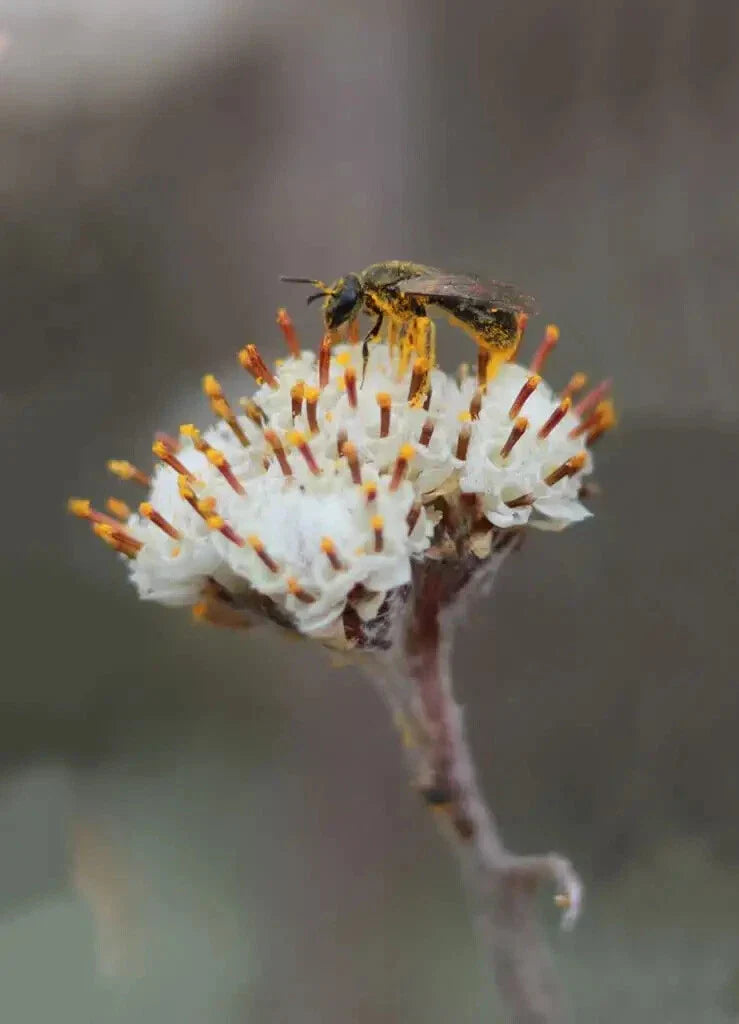 Prairie Pussytoes Seeds 100 Count - Antennaria neglecta - Native Wildflower for Ground Cover - Low Maintenance Perennial