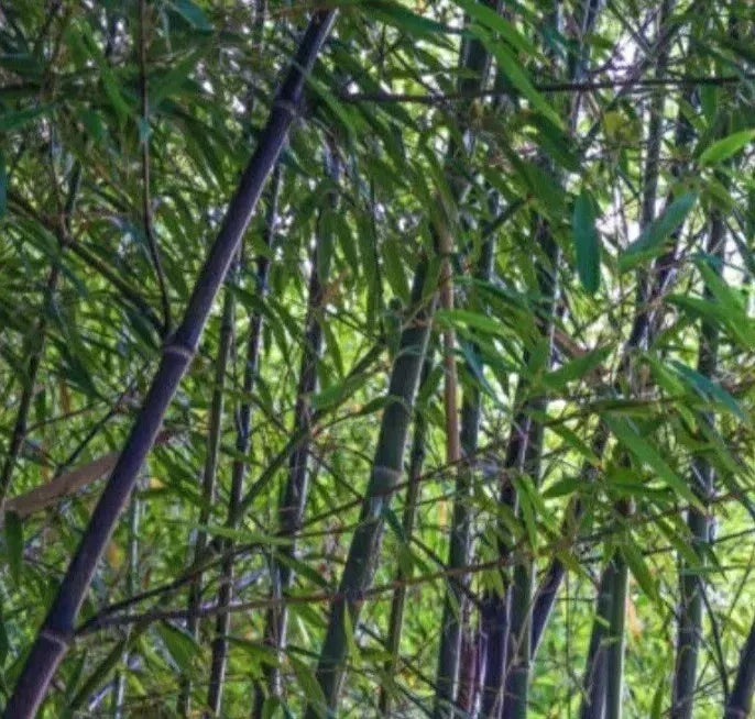 Black Bamboo Rhizome Starter Plant - Phyllostachys Nigra - Live Bare Root for Gardens and Landscaping