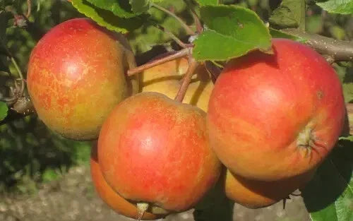 Rubinette Apple Seeds - 25+ High-Quality Seeds - Malus domestica 'Rubinette' for Garden Planting - USA