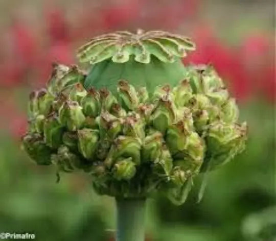 Poppy Hen & Chickens Seeds, 50 Seeds, Dried Floral, Papaver for Vibrant Gardens and Arrangements