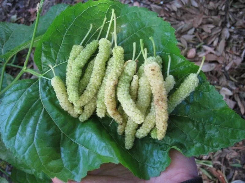 10 Organic White Mulberry Cuttings for Rooting - Morus alba - Fresh Pakistan Variety - Ideal for Grafting & Gardening