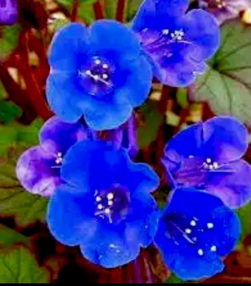 Desert Bluebells Seeds, 100 Count, Annual, Drought Tolerant, Easy to Grow, Phacelia campanularia, Vibrant Blue Blooms