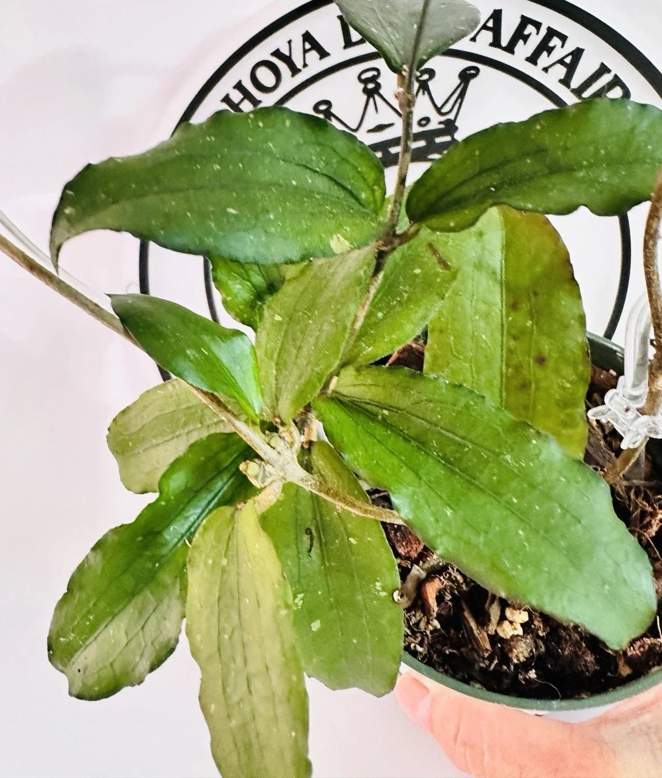 Hoya Plant 4-Inch Erythrina Round Leaves Live Plant - Hoya erythrina - Low Maintenance Indoor Greenery