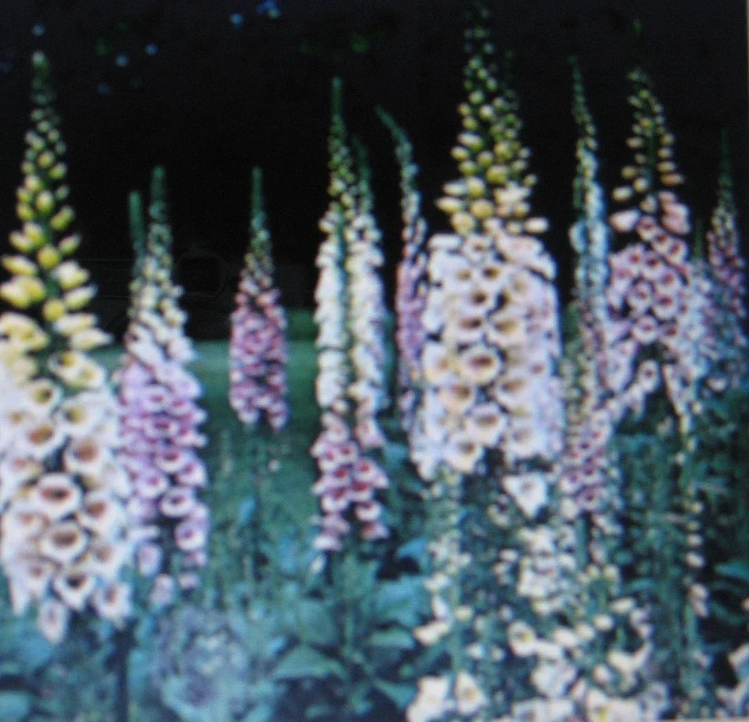 Digitalis Foxglove Seeds - Mixed Colors - E-Z Care - Attracts Hummingbirds - Digitalis purpurea - 100 Seeds