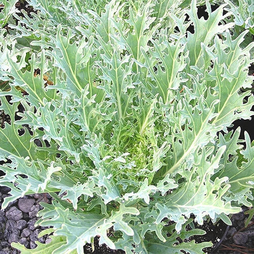 White Russian Kale Seeds | Organic Heirloom Non-GMO | Brassica oleracea var. sabellica | 100 Seeds for Home Gardening
