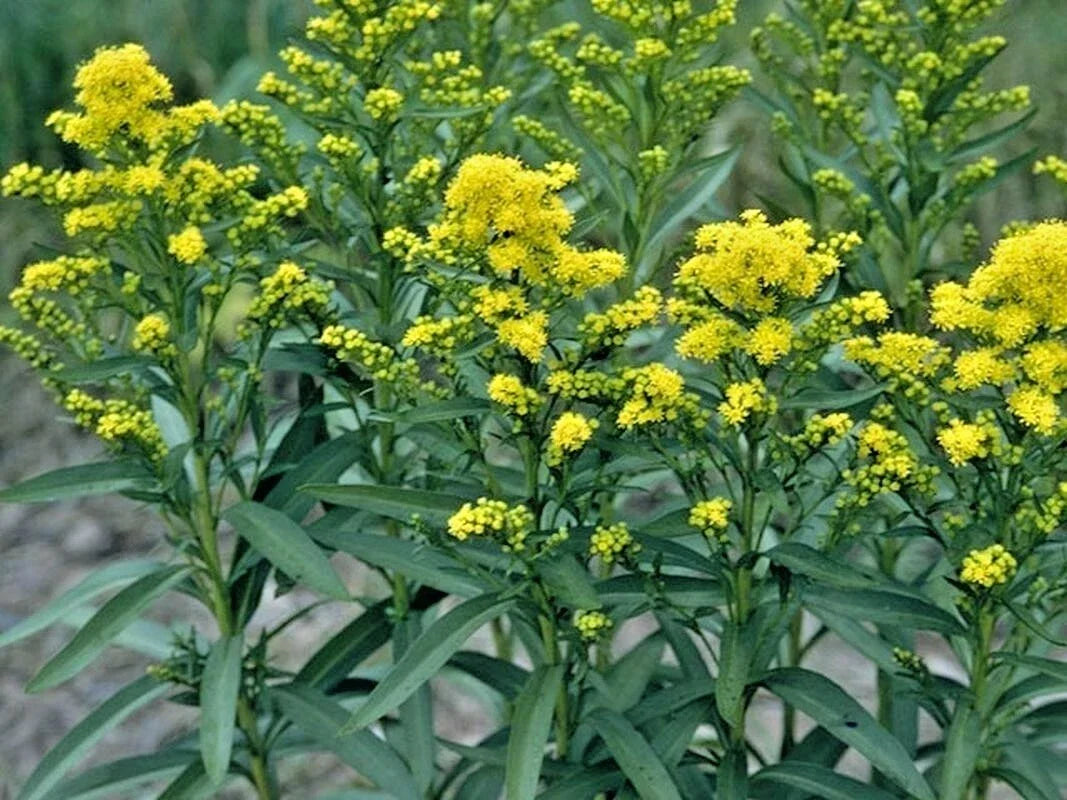 Stiff Goldenrod Seeds - 100+ Drought Tolerant Wildflower Seeds - Solidago rigida - Attracts Pollinators, Easy to Grow