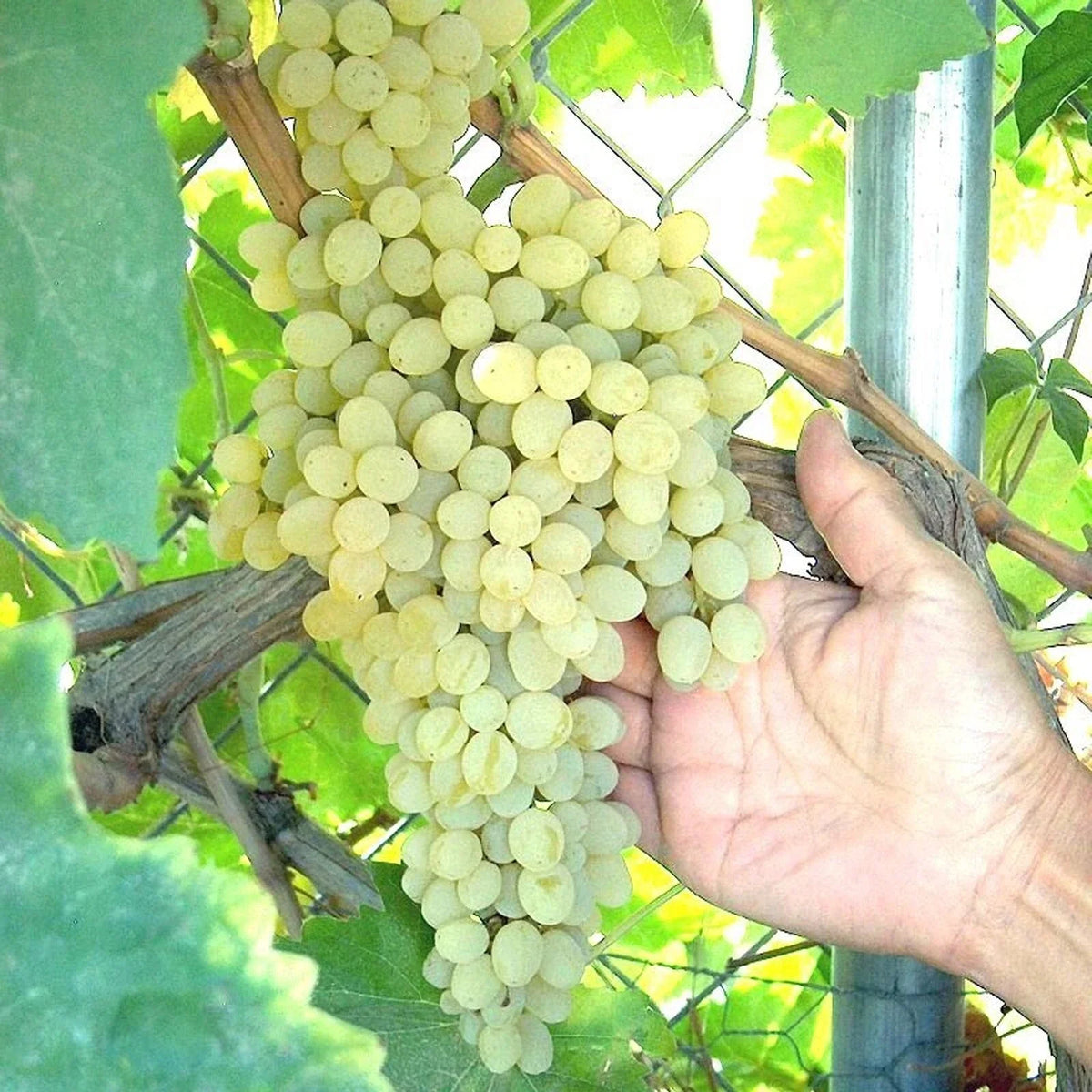 Thompson Vine Bare Root Plant - Green Seedless Sweet Table Grape - Vitis vinifera 'Thompson Seedless' - Home Garden Favorite