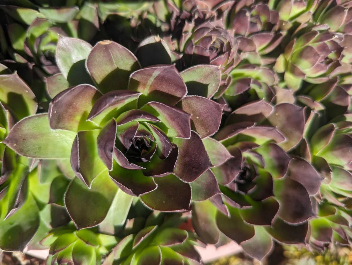 Large Hen and Chick Succulents, Bare Root Jovibarba Heuffelii, Resilient Greenery for Indoor & Outdoor Gardens