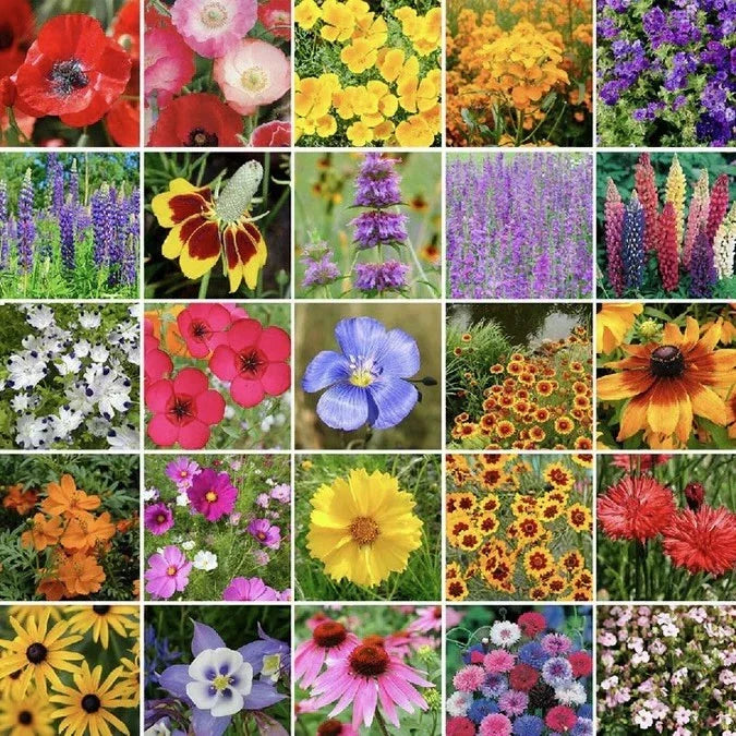 Western Wildflower Seed Mix 250g - 24 Varieties, Attracts Butterflies & Hummingbirds, Native Plants - Various Species