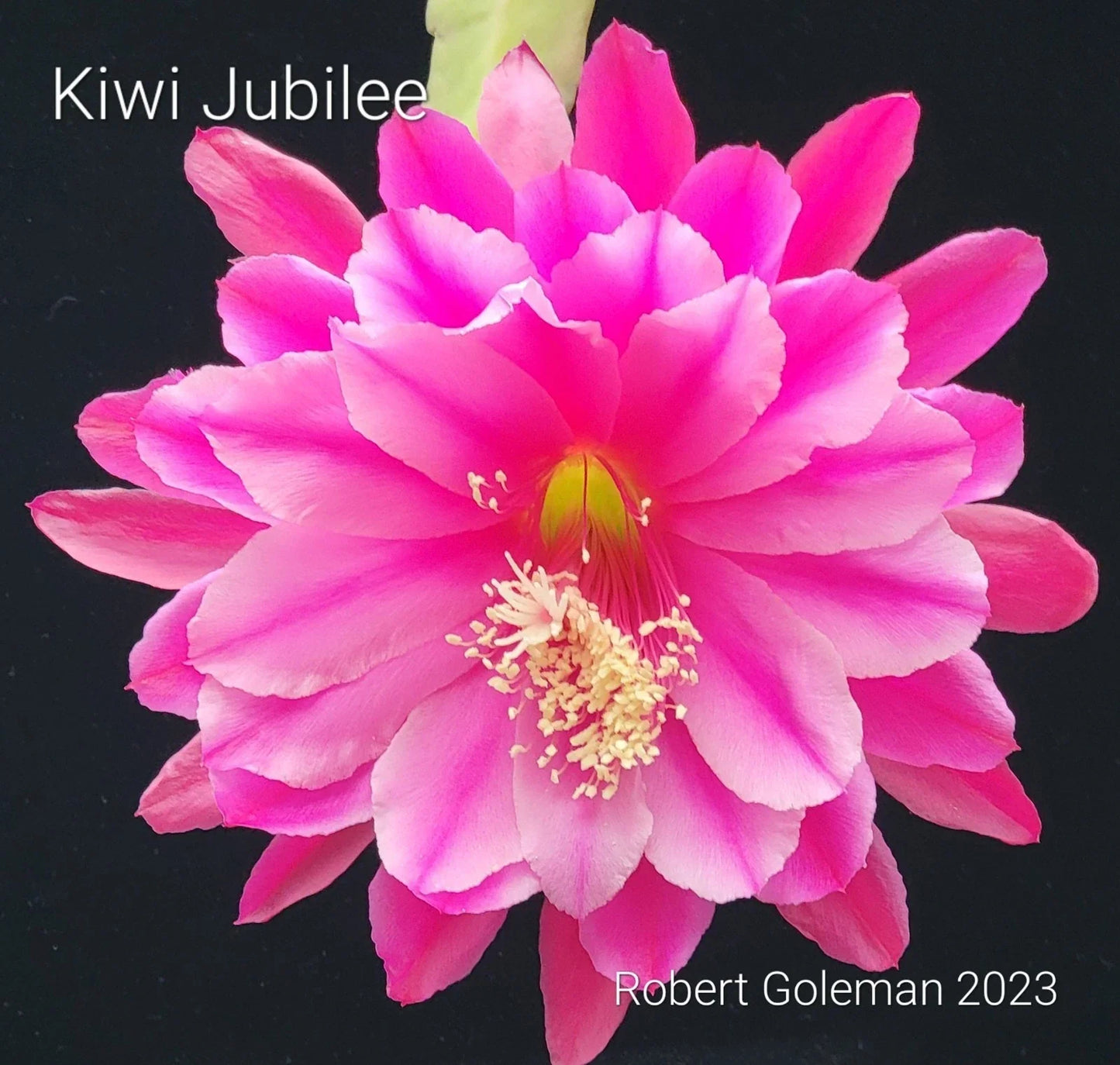 Unrooted Cutting Epiphyllum 'Kiwi Jubilee' - Rare Orchid Cactus - Pink and Yellow Blooms - Epiphyllum Hybrid