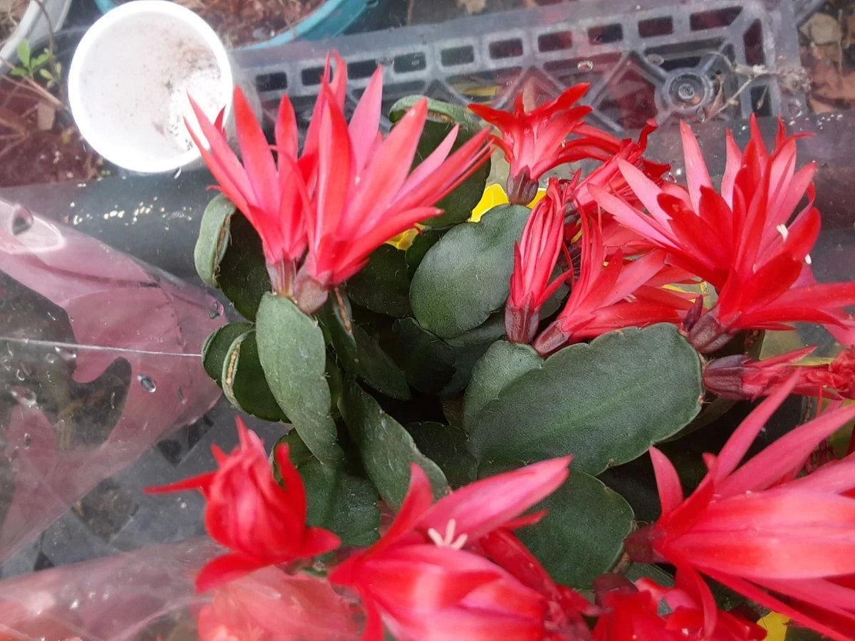Red Easter Cactus Cutting - Rhipsalis gaertneri - Succulent Plant for Propagation - Indoor/Outdoor Gardening