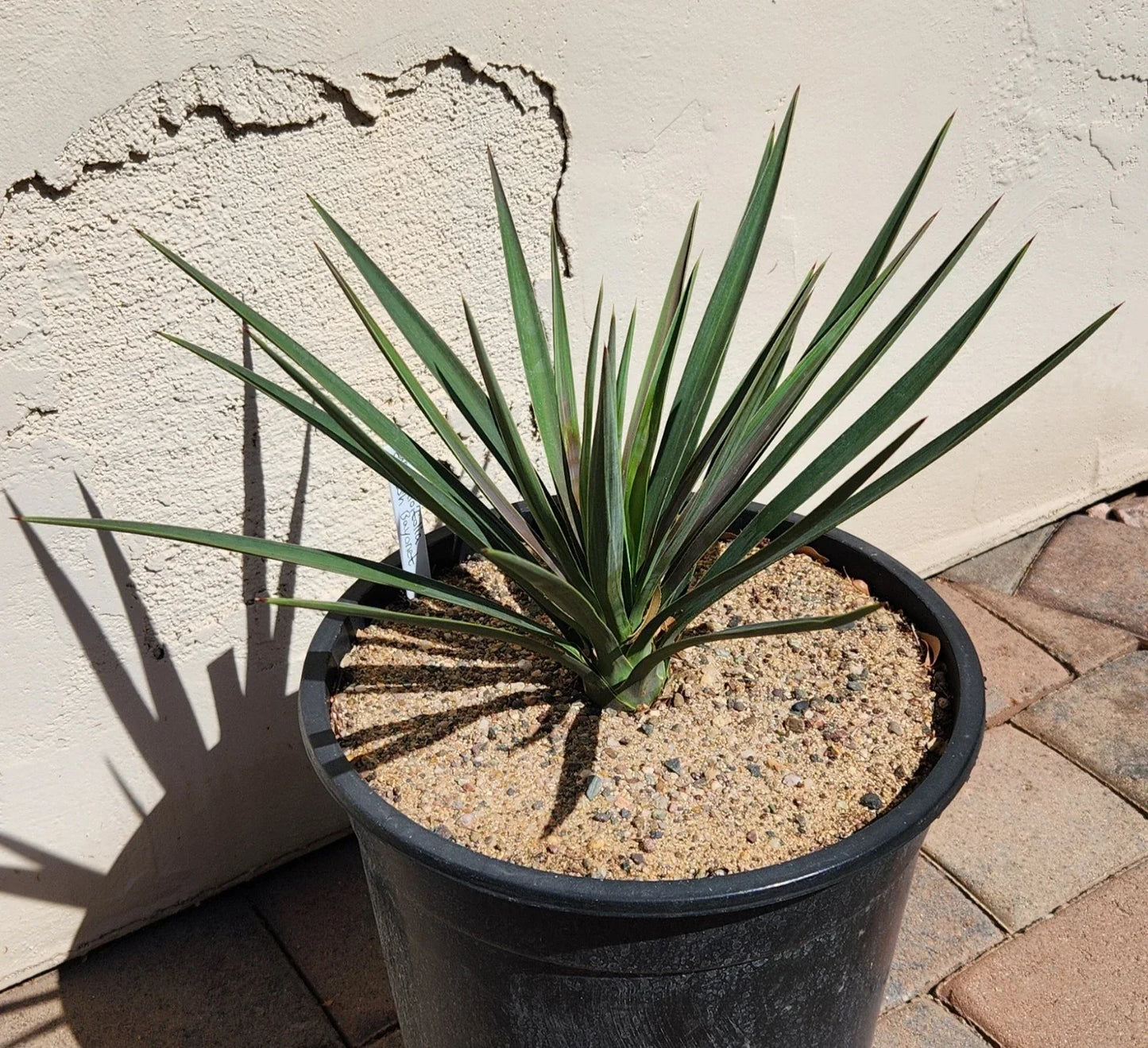 Live Rooted Yucca Plant - Spanish Bayonet - Yucca Aloifolia - Drought-Tolerant - Ideal for Texas Gardens - Tropical Foliage