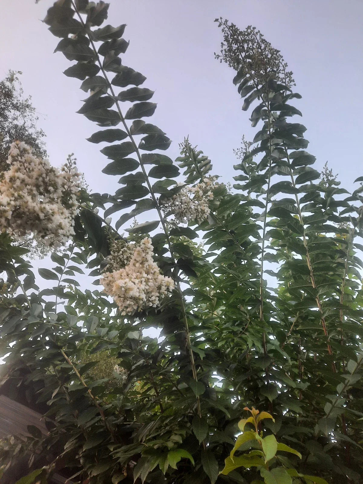 10 Rare Crape Myrtle Cuttings - 'Natchez' for Rooting - Lagerstroemia indica x fauriei - White Blooms, Hardy Shrub