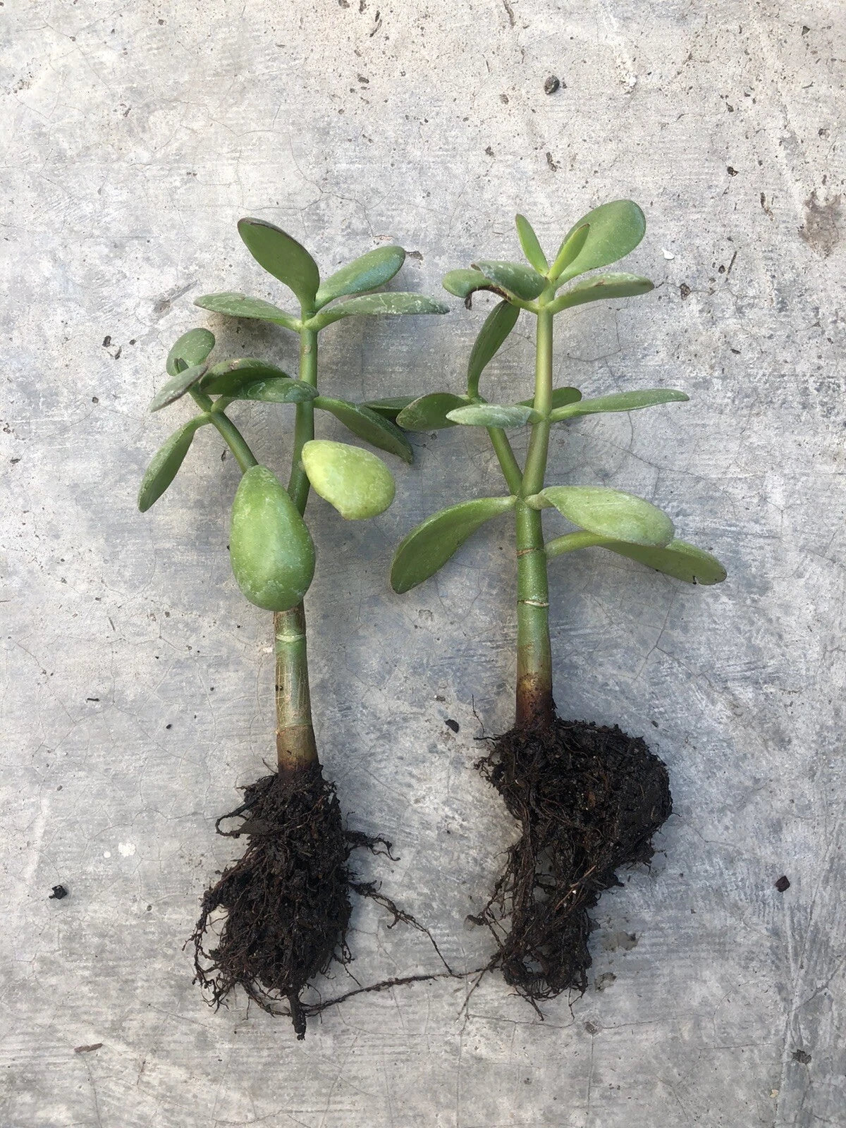 Rooted Jade Plant Set of 2 - Money Plant Succulent - Crassula ovata - Live Indoor/Outdoor Plants - Ready to Transplant