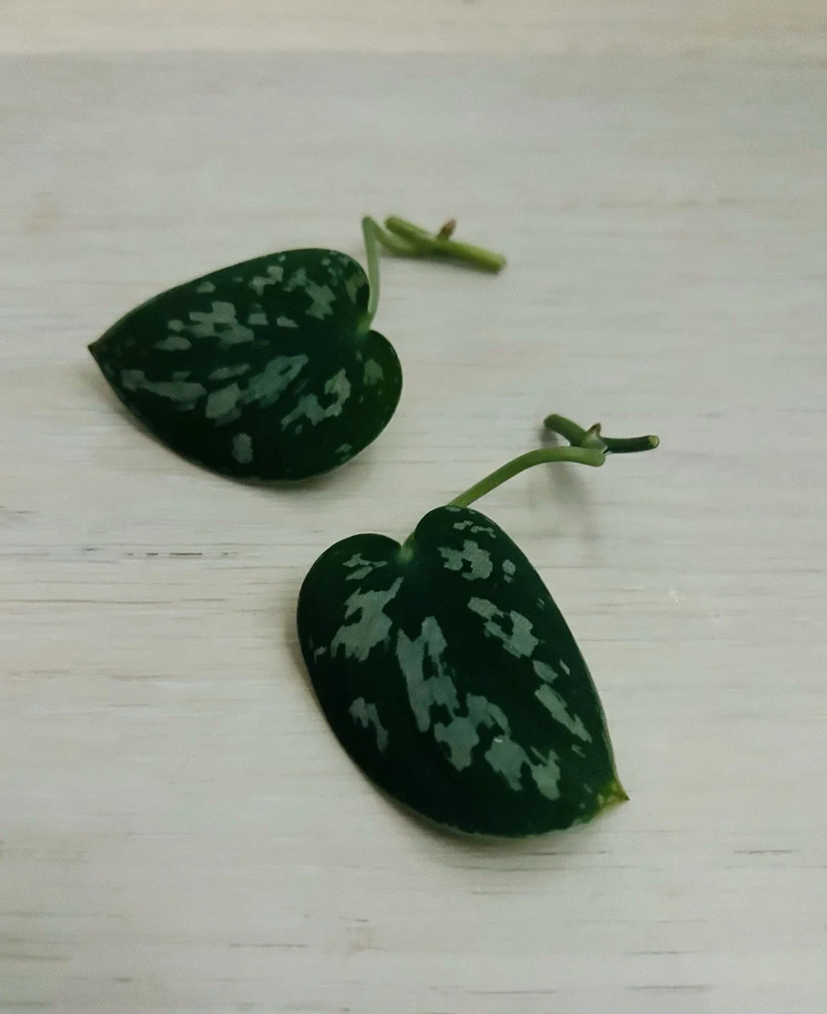 Satin Pothos Cuttings - Rooted Nodes - Scindapsus pictus - Fresh Indoor Plant Cuttings for Propagation and Décor