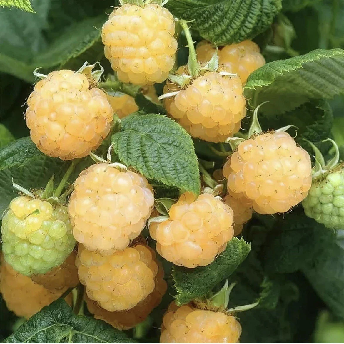 Golden Raspberry Seeds 50 Pack - Rubus idaeus - Edible Berry Garden Vine for Home Gardening and Jams