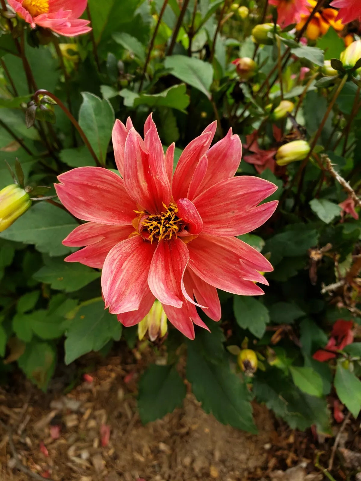 Dwarf Dahlia Tubers 3 Count | Colorful Summer-Fall Blooms | Dahlia pinnata