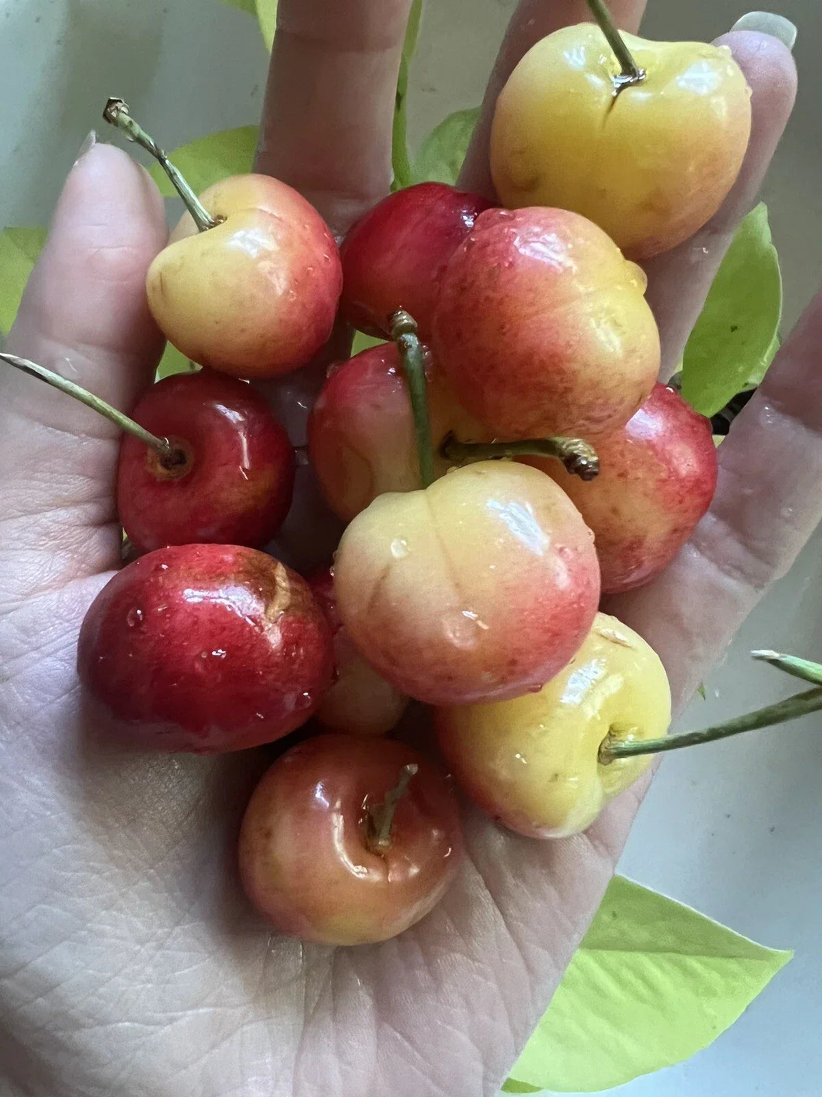 Rainier Cherry Pits - 15 Organic Non-GMO Seeds for Prunus avium Sweet Fruit Tree