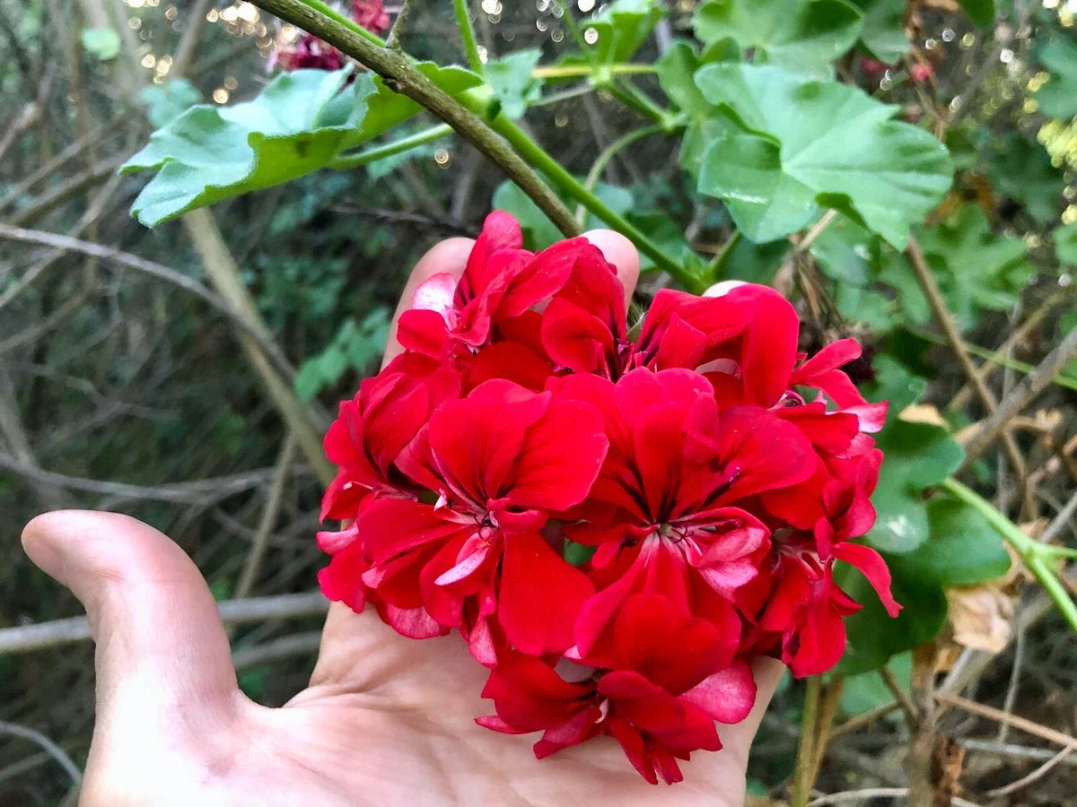 Ivy Geranium Live Plant Cuttings 3x6" Vivid Red Pelargonium peltatum - Ideal for Hanging Baskets and Containers
