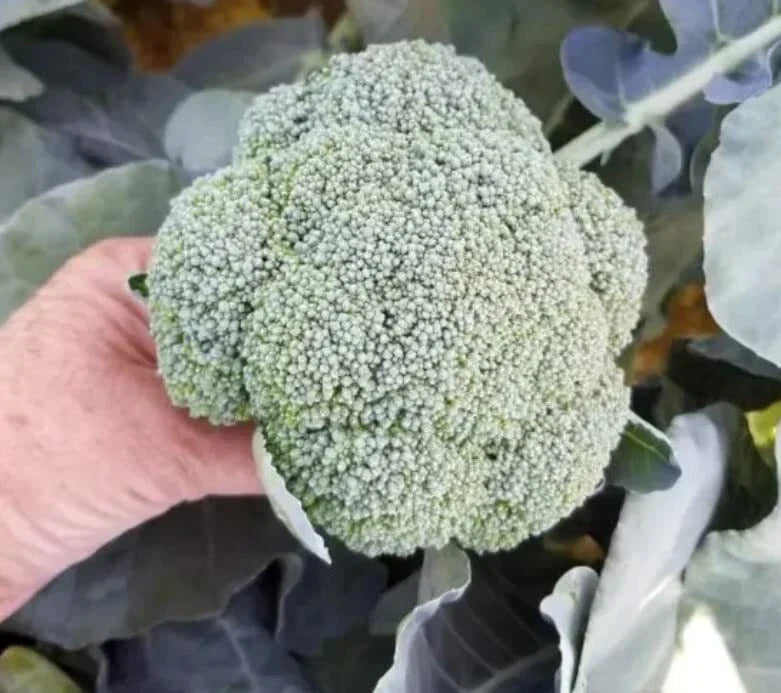Broccoli Seeds for Planting, 50 Heirloom Seeds, Organic Brassica oleracea, Vegetable Garden Starter