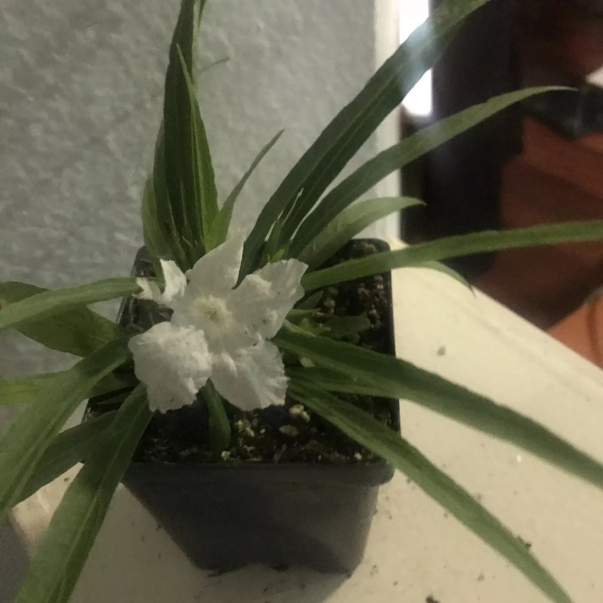 Tropical White Mexican Petunia Plant 4 Inch Pot Ruellia simplex - Well Rooted, Compact Growth, Drought-Tolerant, Pollinator Friendly