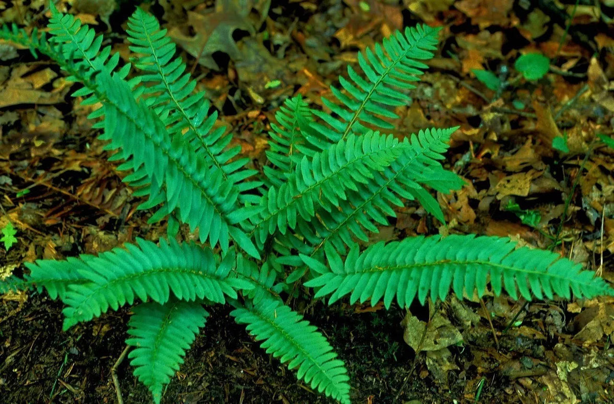 Christmas Ferns 5-Pack | Polystichum acrostichoides | Shade Garden Plants | Evergreen Ground Cover
