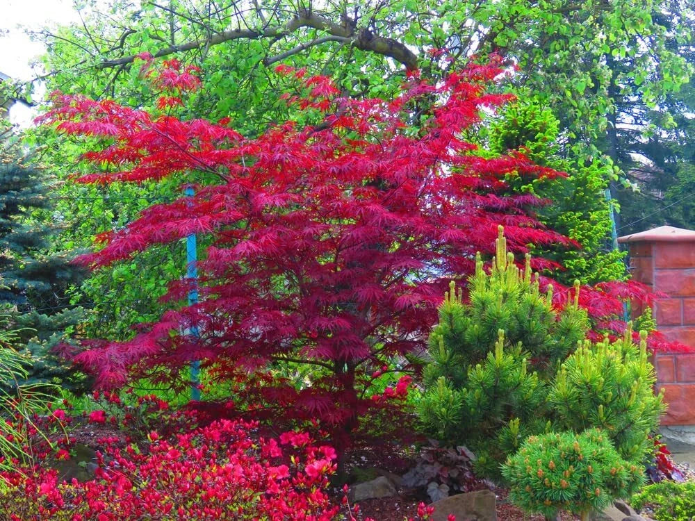 Amur Maple Tree Seeds - 30 Seeds - Acer tataricum ginnala - Vibrant Fall Colors, Compact Growth, Low Maintenance