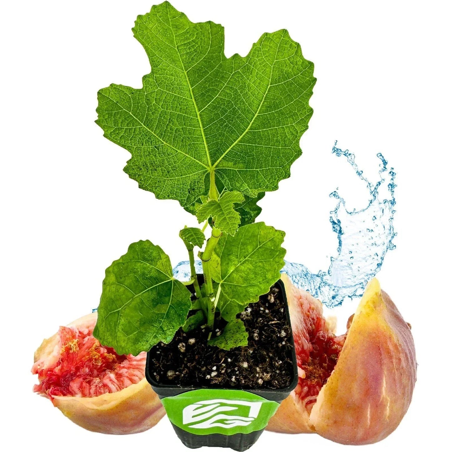 LSU Gold Fig Tree Live Plant - Ficus carica - Edible Golden Figs for Garden or Patio - Fruit-Bearing, Self-Pollinating Variety