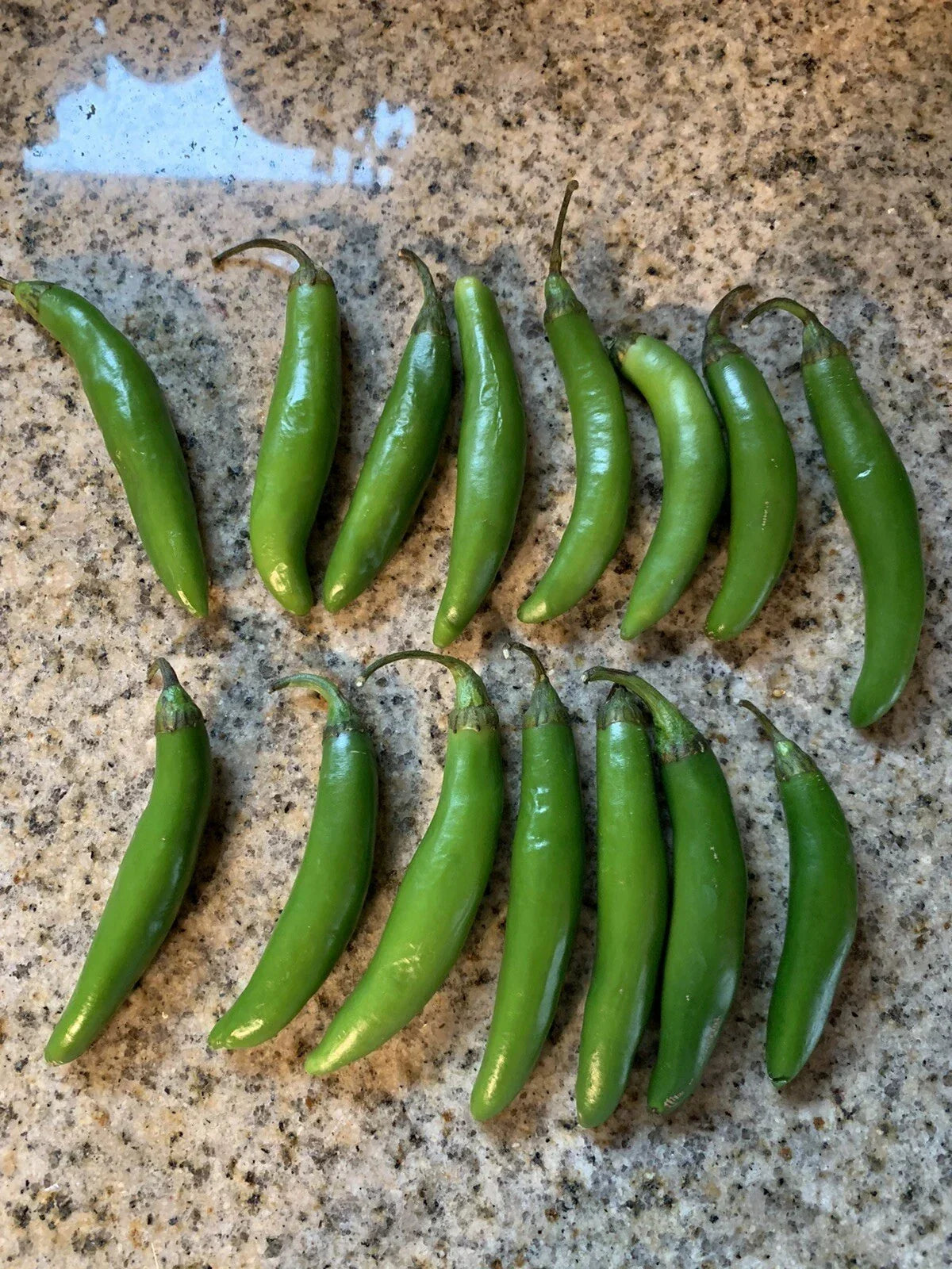 Texas Serrano Pepper Seeds - 25 Heirloom Seeds for Chile Salsa - Capsicum annuum - Easy Grow Vegetable Garden