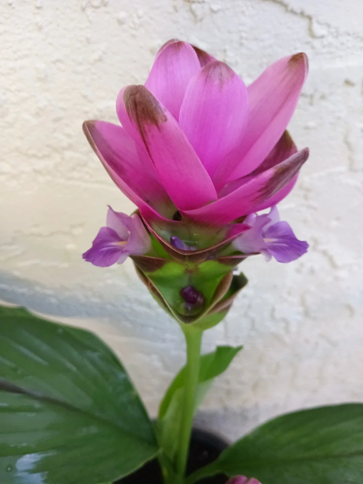Pink Siam Tulip Plant Babies 2x - Curcuma Alismatifolia - Tropical Perennial for Indoor/Outdoor Gardens