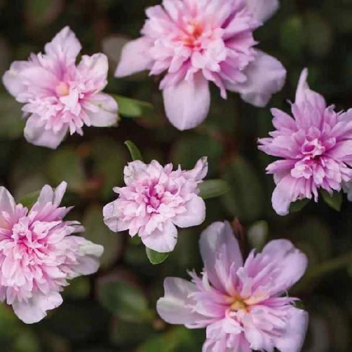 Portulaca Live Plants - Well-Rooted Plug - Seaglass Double Pink Moss Rose - Portulaca grandiflora