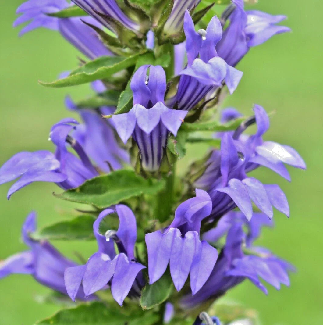 Giant Lobelia Seeds - 253 Mixed White & Blue - Hardy Perennial Flower Garden Seeds - Lobelia Silphilitica