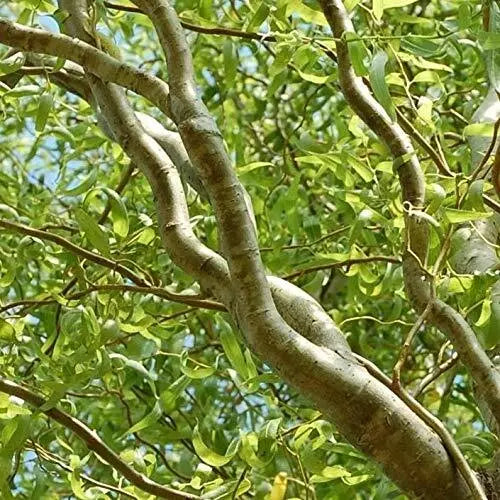 Green Curly Willow Tree Cuttings - 2 Live Cuttings - Unique Curly Branches - Salix babylonica 'Crispa' - Garden Focal Point