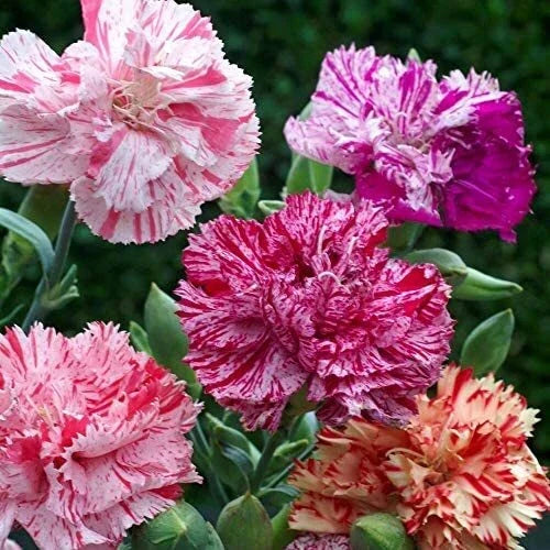Double Picotee Mix Carnation Seeds | Non-GMO Flower Seeds | Dianthus caryophyllus | 100 Seeds for Garden & Cut Flowers