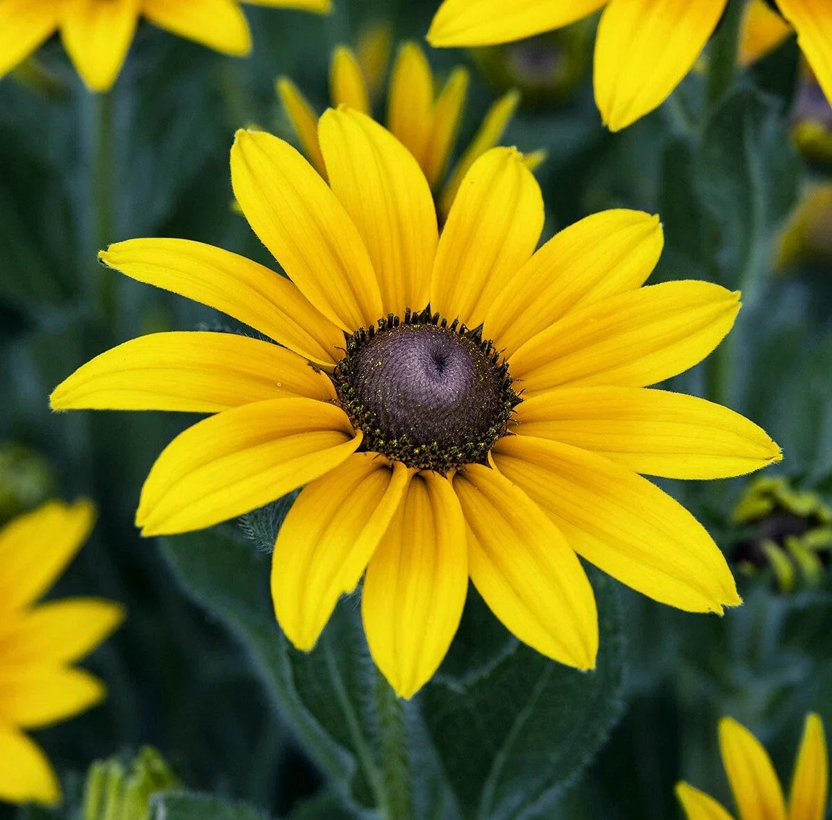 Black Eyed Susan Seeds, 2000+ Perennial, Yellow Blooms, Rudbeckia hirta, Pollinator Garden, Bee & Butterfly Friendly